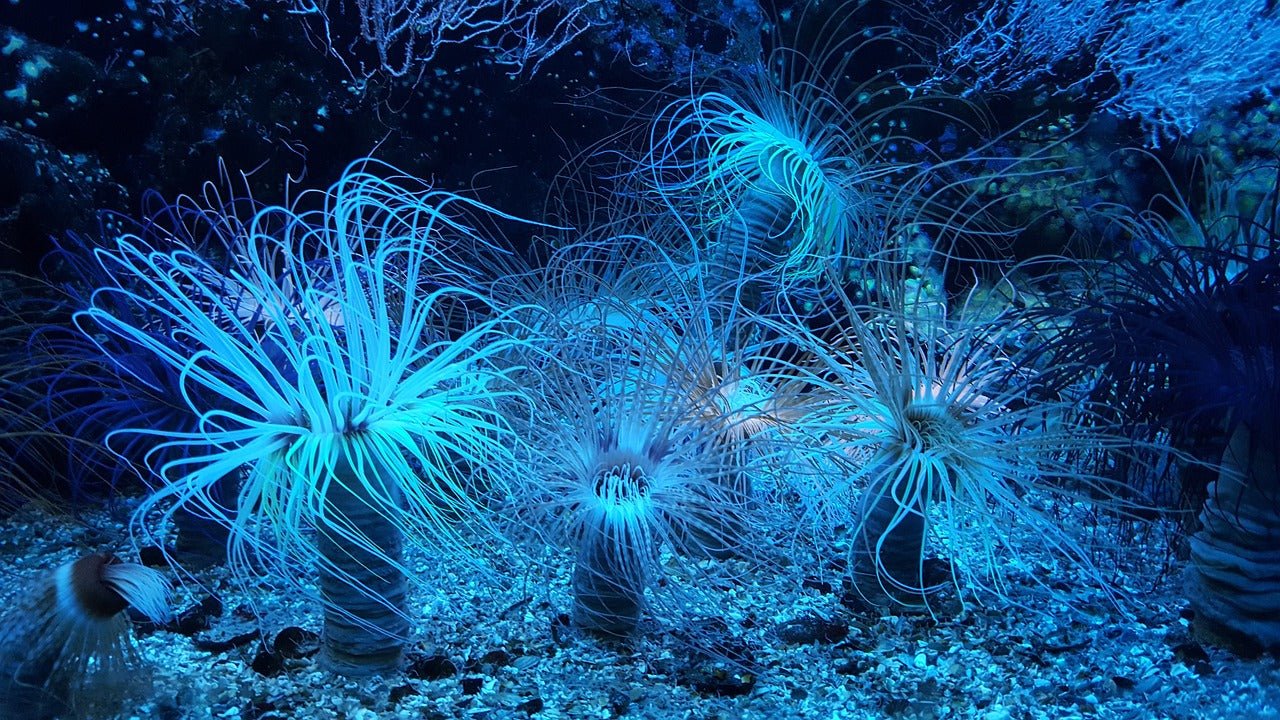 Marine Salt - Perfect Aquatics Ltd