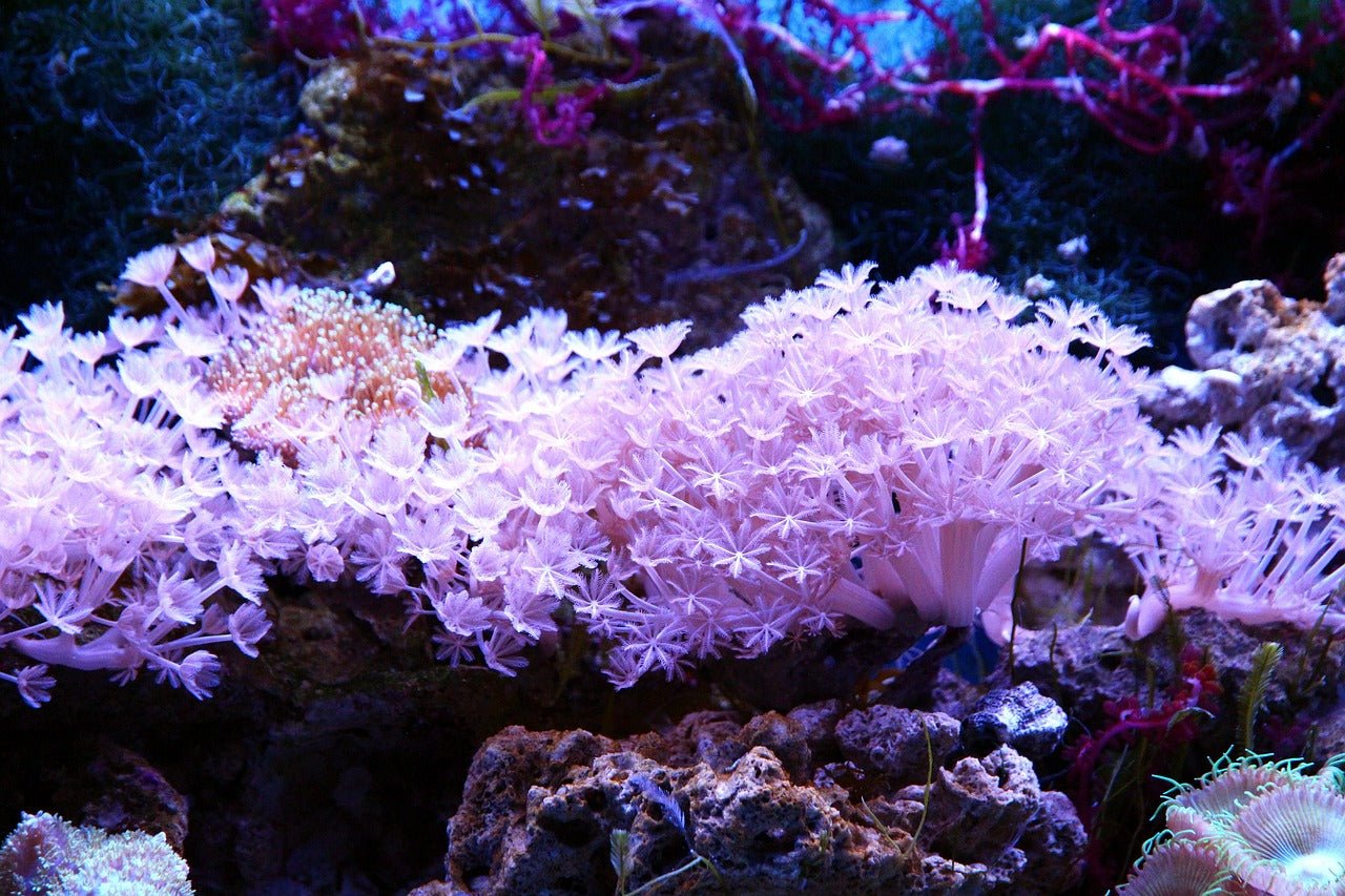Marine Testing Kits - Perfect Aquatics Ltd