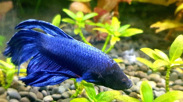 blue-colored betta fish