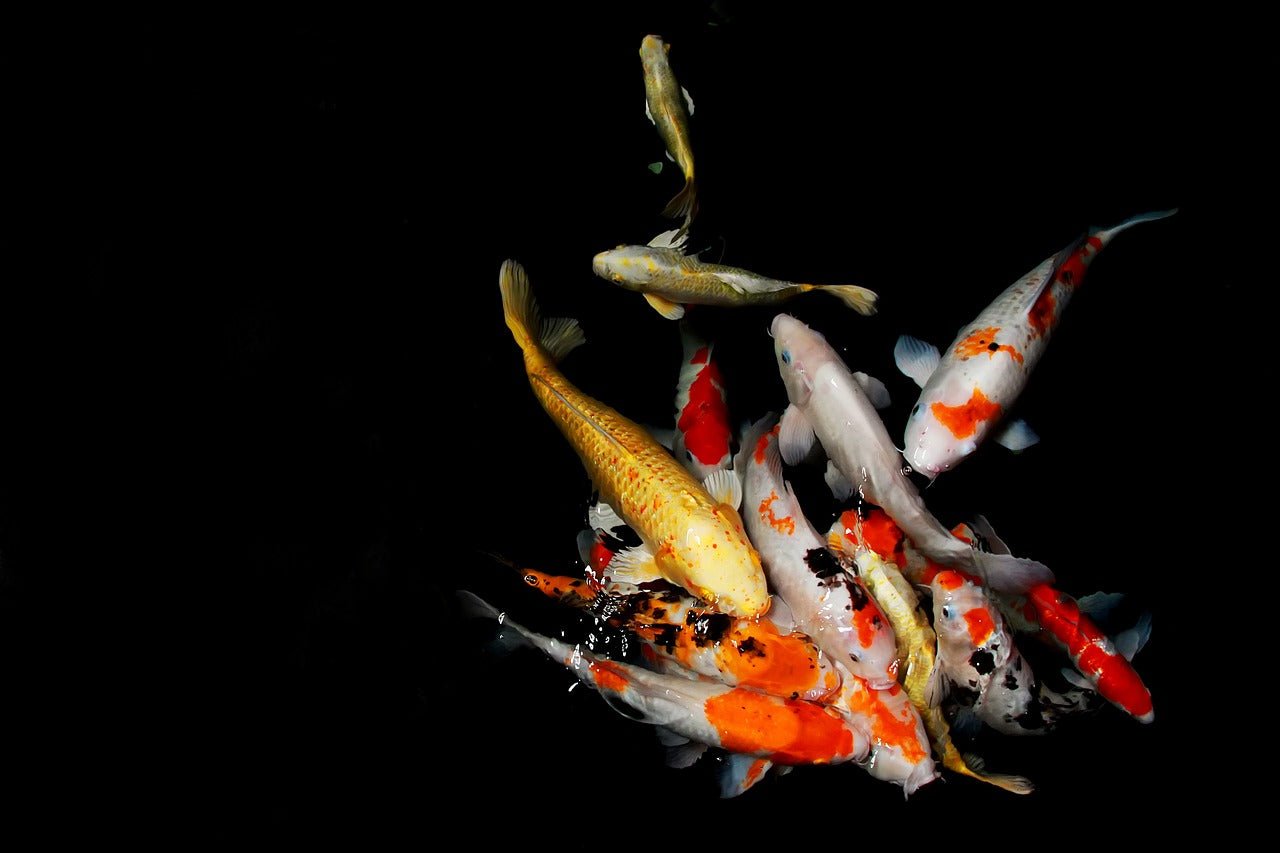 Clearance - Pond - Perfect Aquatics Ltd