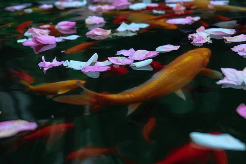 All Pond Filters - Perfect Aquatics Ltd