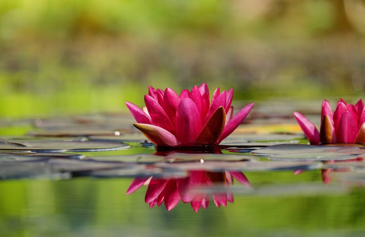 All Pond Accessories - Perfect Aquatics Ltd