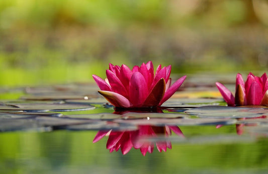 All Pond Accessories - Perfect Aquatics Ltd