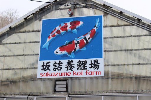 Sakazumi - Perfect Aquatics Ltd