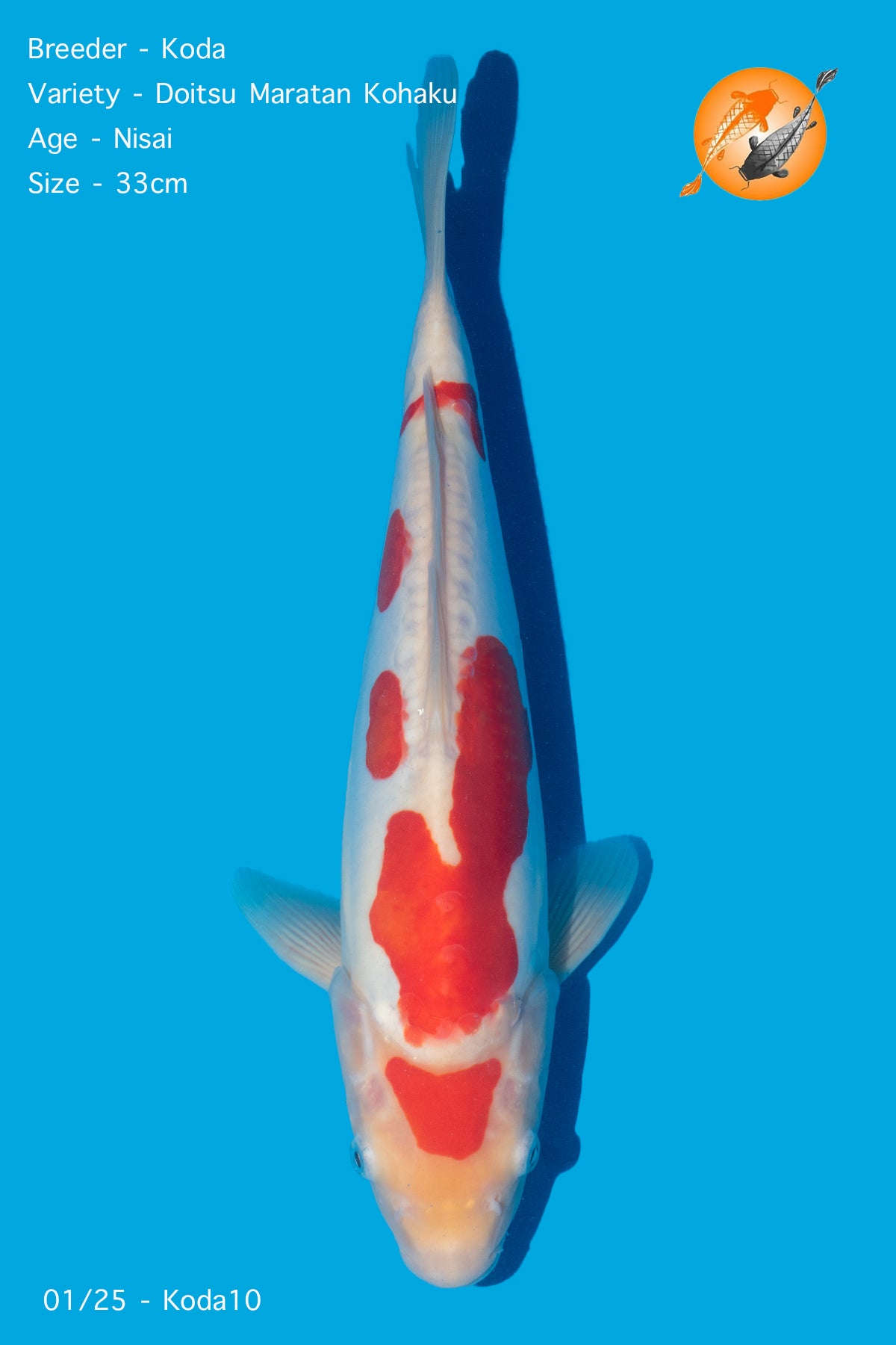 Koda - Doitsu Maratan Kohaku - Nisai - 33cm - Perfect Aquatics Ltd