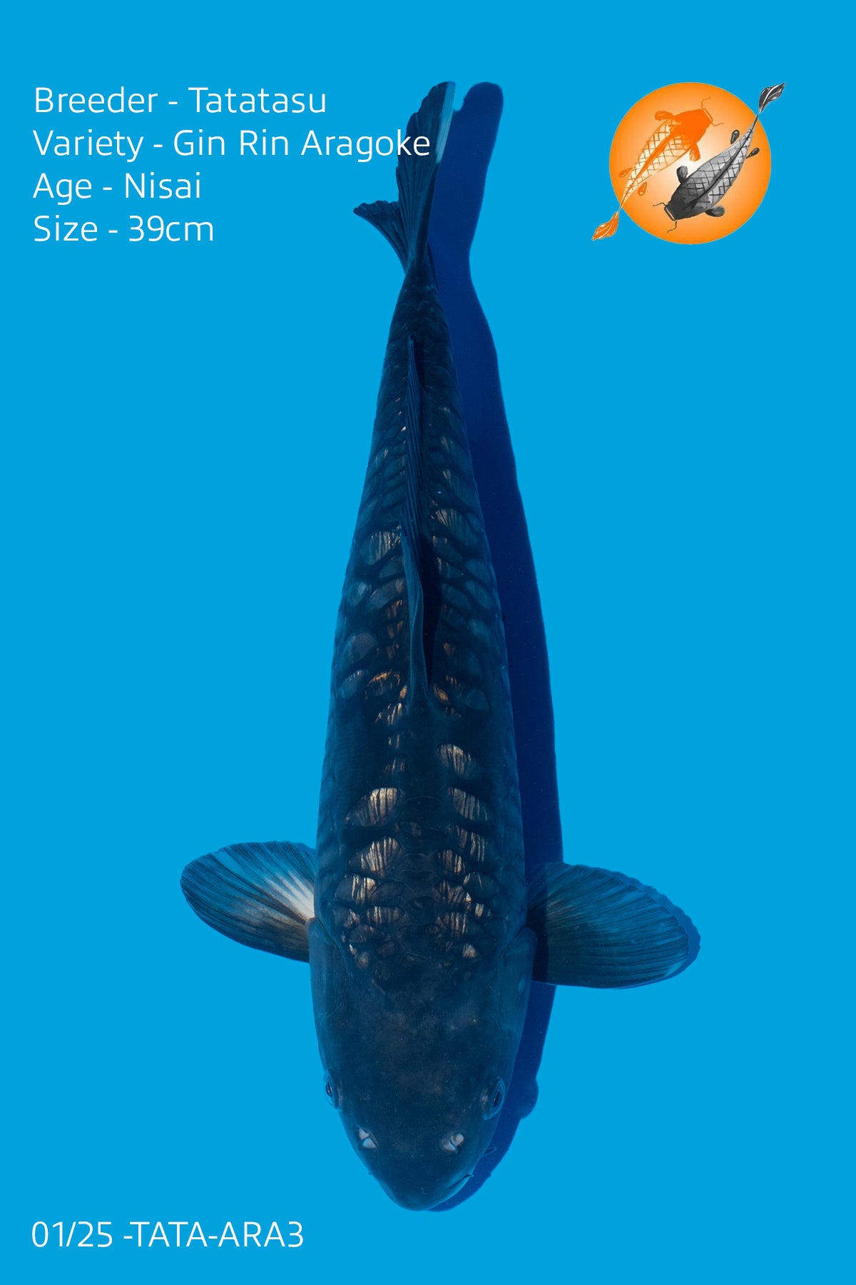 Gin Rin Aragoke - Tatatasu - Nisai - 39cm