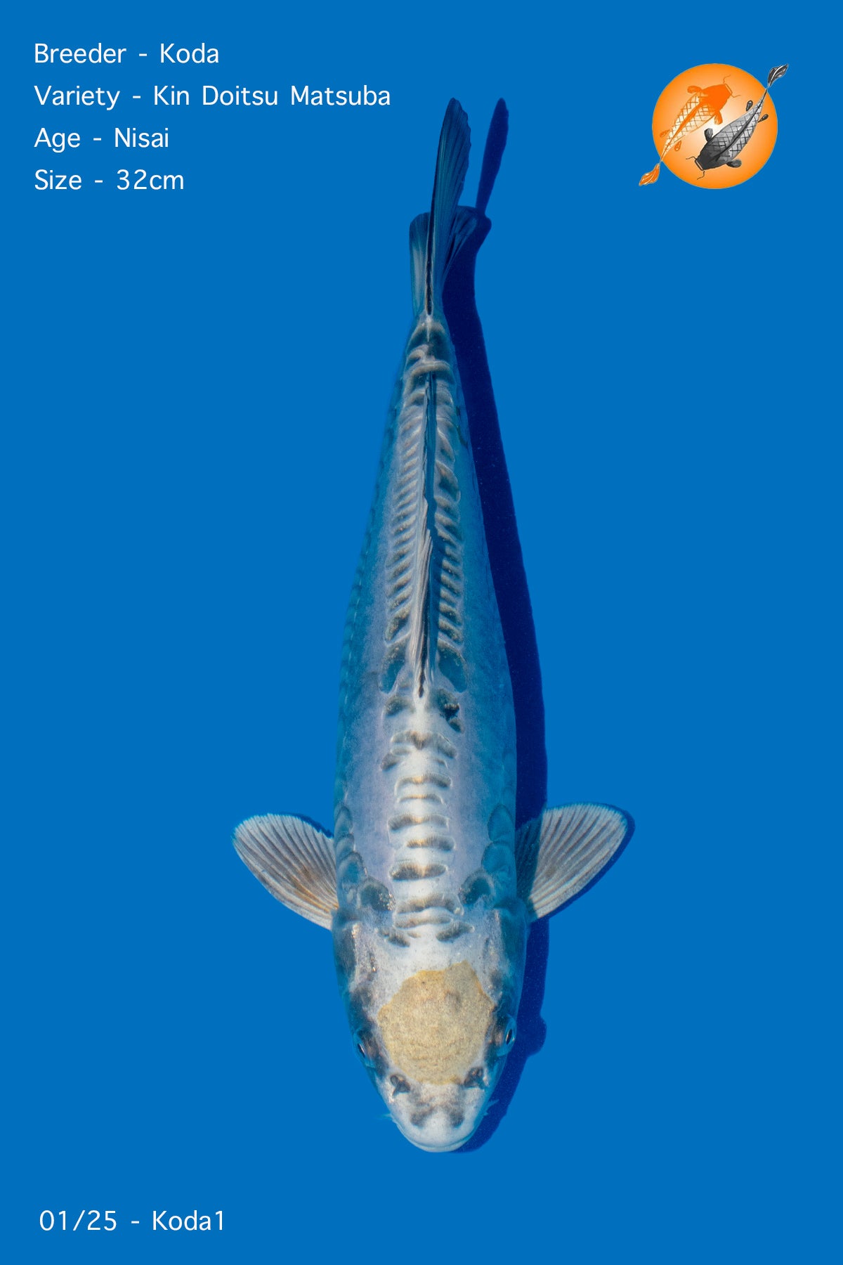 Koda - Kin Doitsu Matsuba - Nisai - 32cm - Perfect Aquatics Ltd