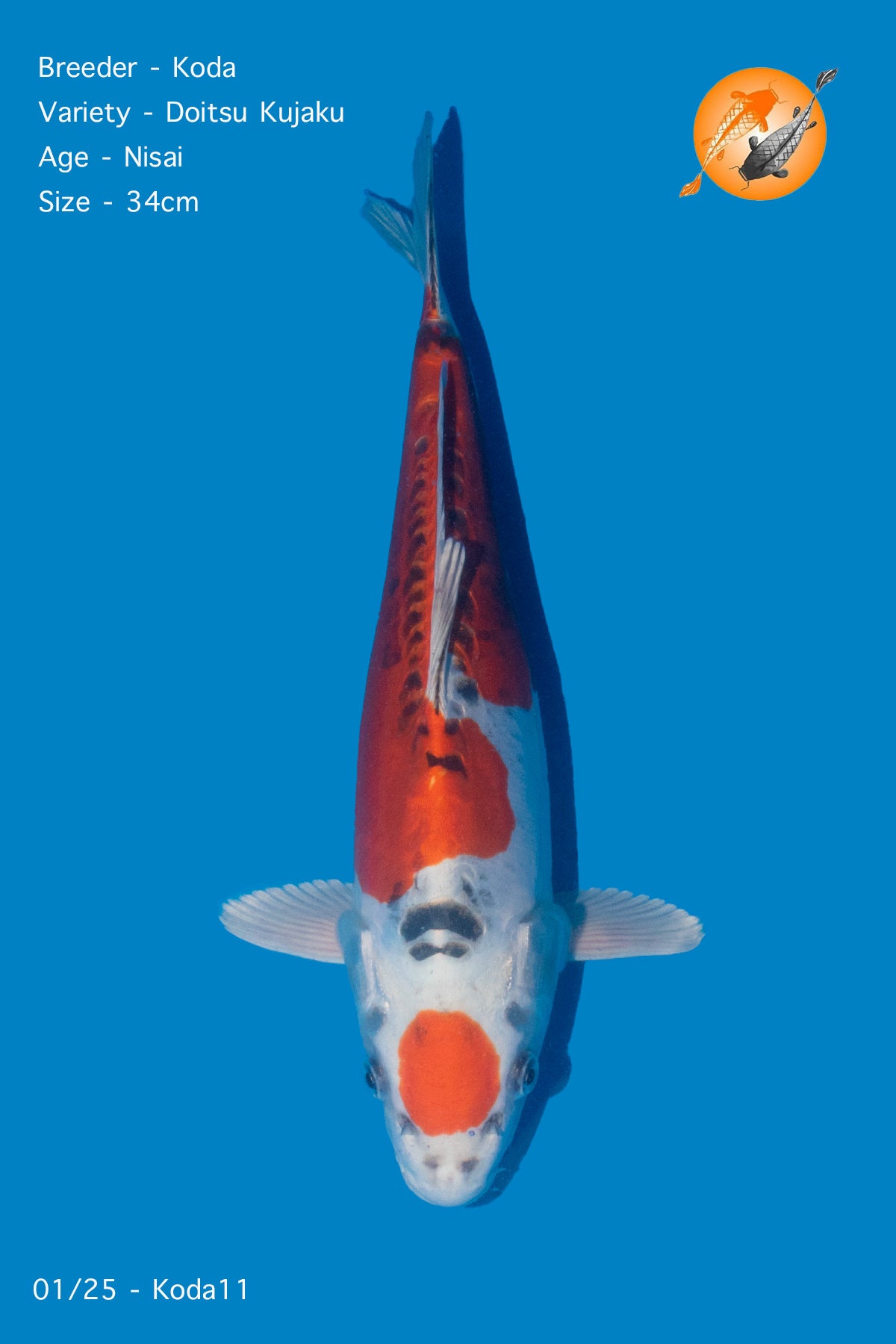 Koda - Doitsu Kujaku - Nisai - 34cm - Perfect Aquatics Ltd