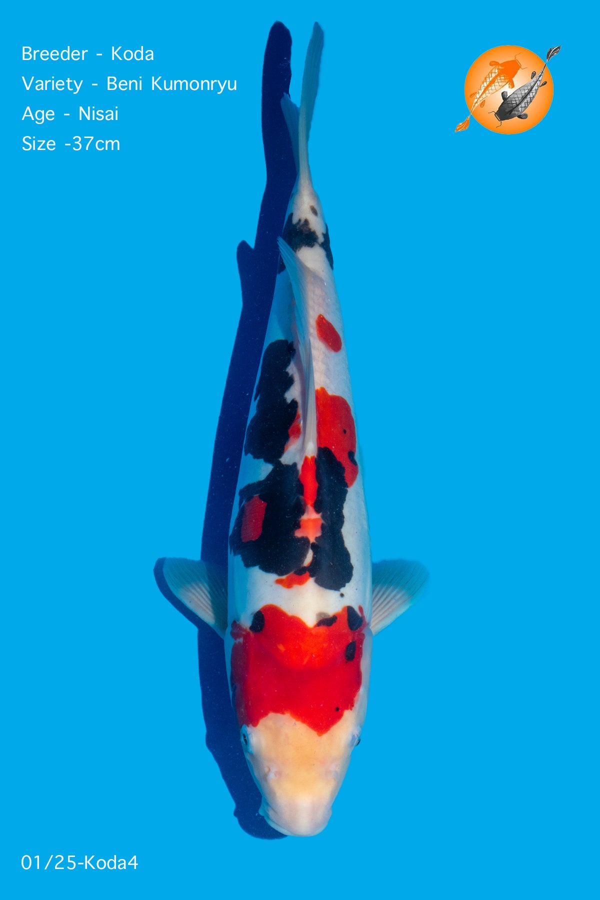 Koda - Beni Kumonryu - Nisai - 37cm - Perfect Aquatics Ltd