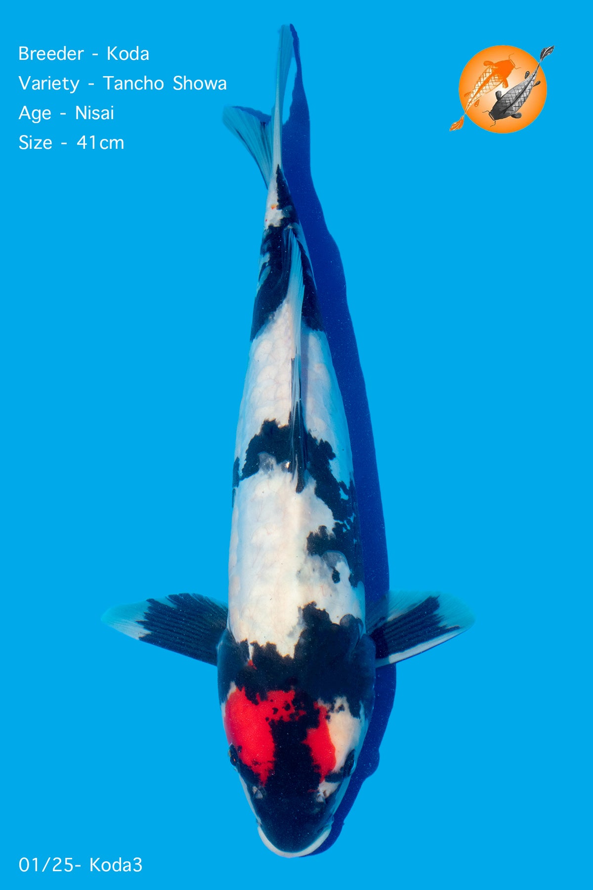 Koda - Tancho Showa - Nisai - 41cm - Perfect Aquatics Ltd