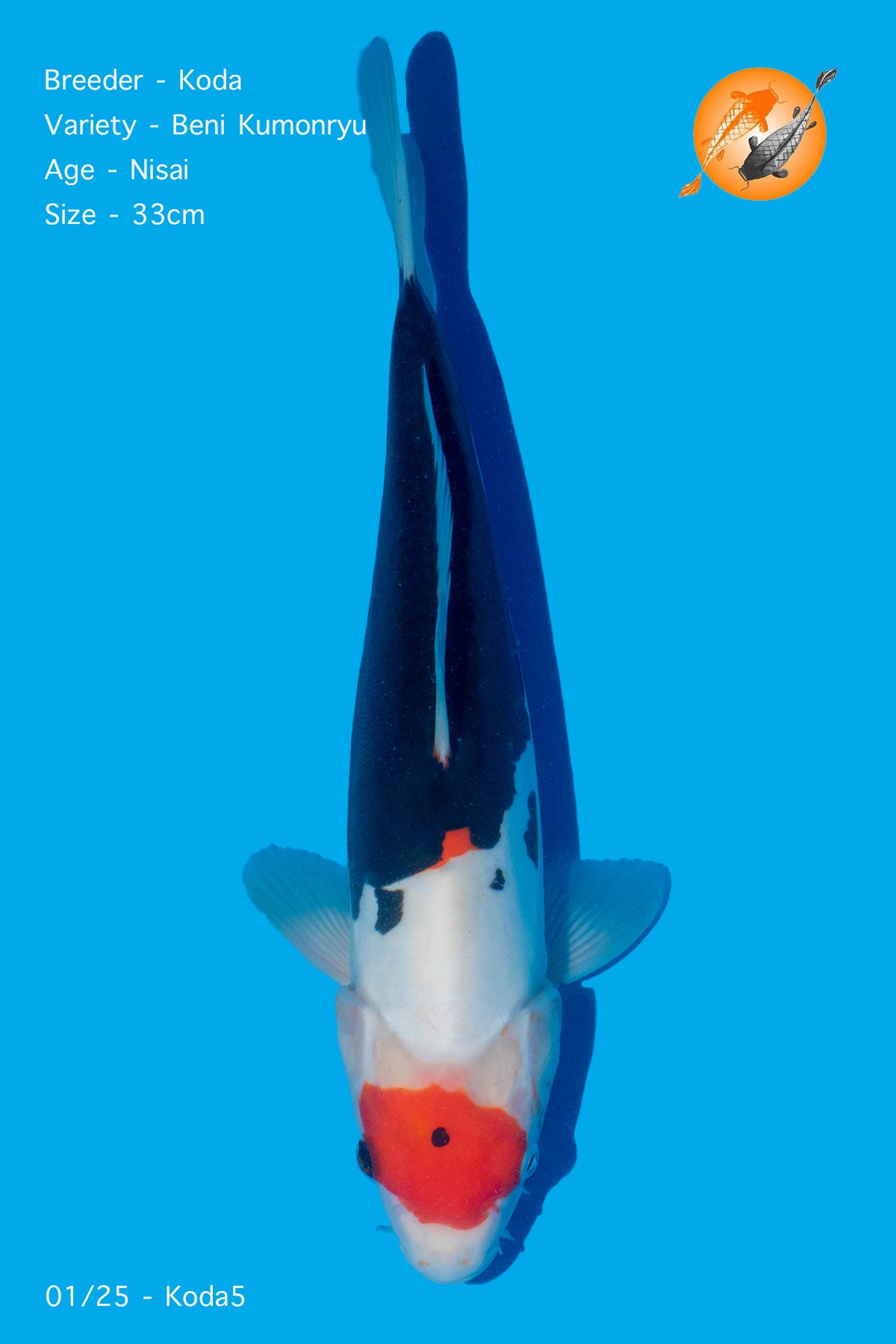 Koda - Beni Kumonryu - Nisai - 33cm - Perfect Aquatics Ltd