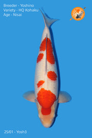 High Quallity Kohaku - Yoshino - Nisai - 55cm - Perfect Aquatics Ltd