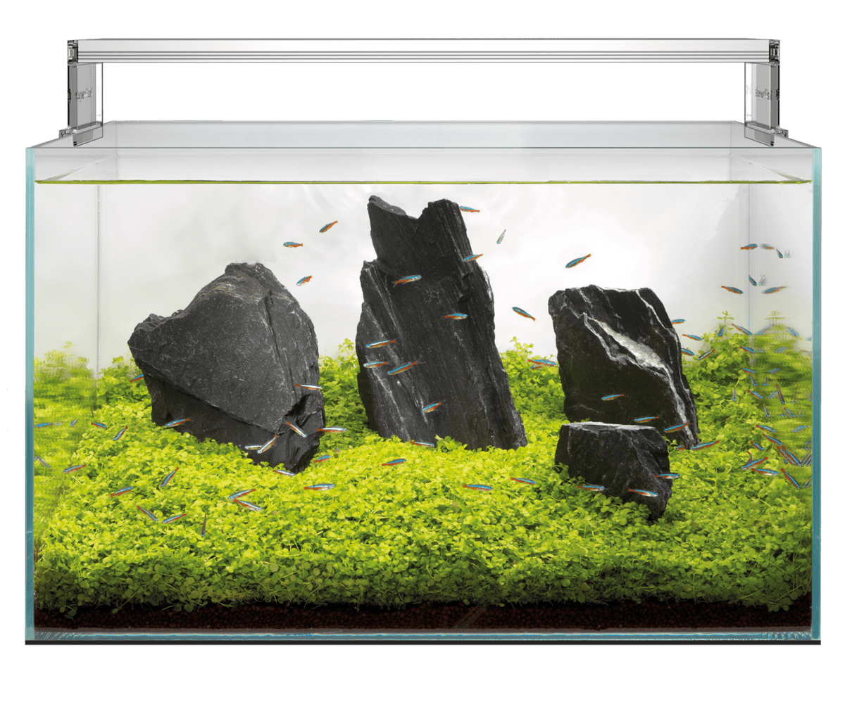 Superfish Scaper Tropical Aquarium - Perfect Aquatics Ltd