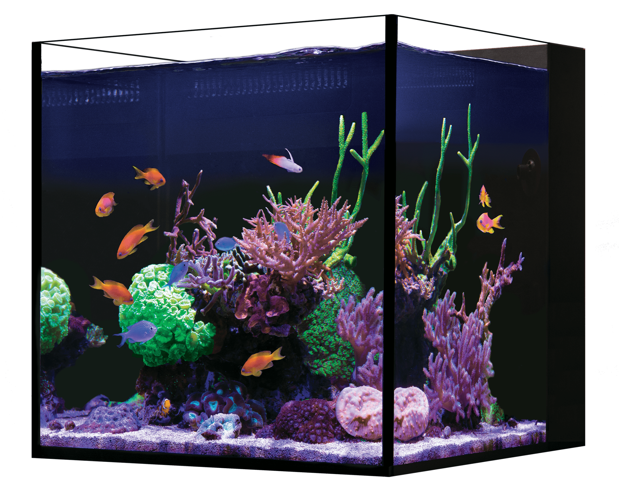 Red Sea Desktop Cube Aquarium Only - Perfect Aquatics Ltd