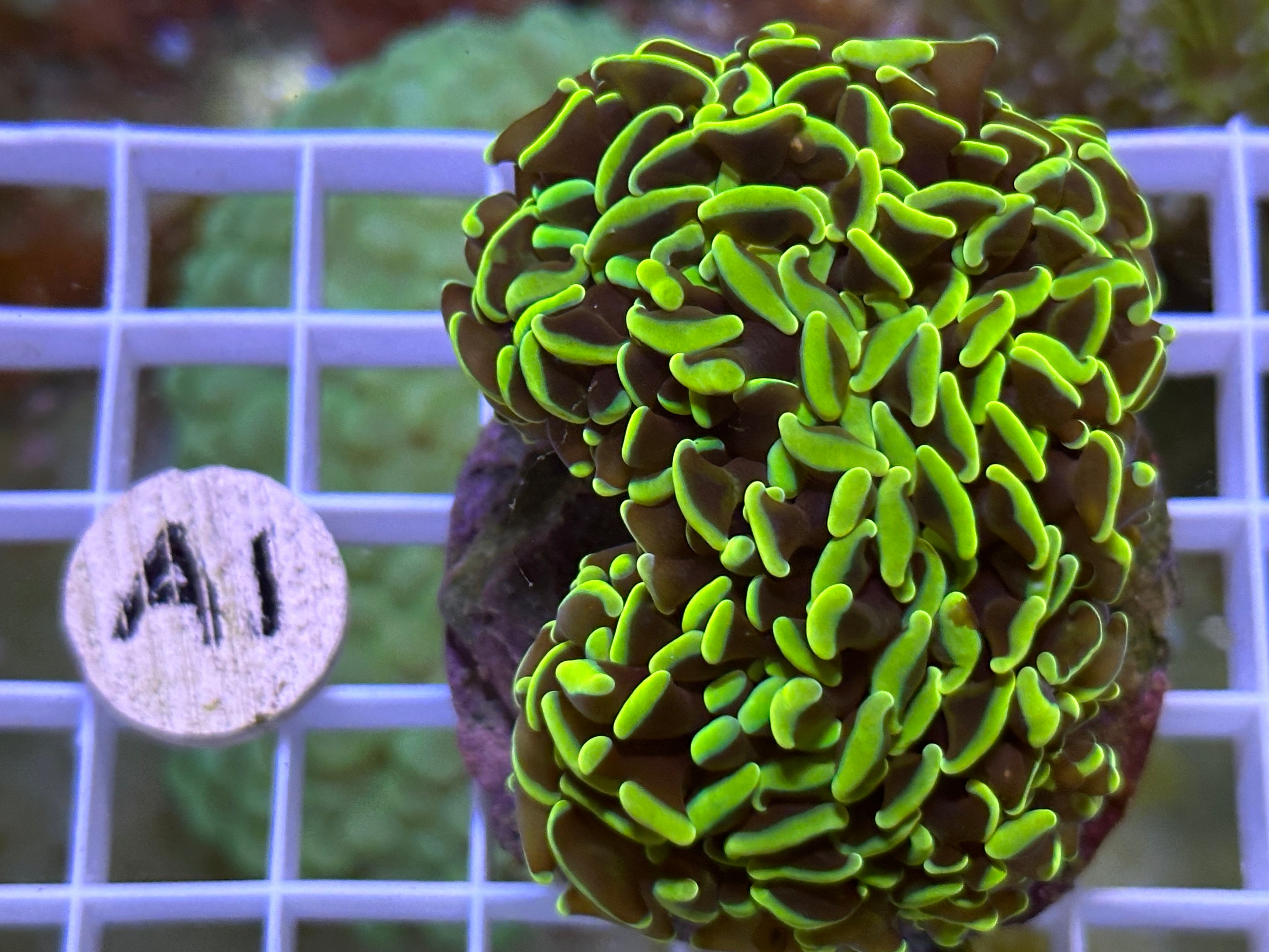 WYSIWYG Gold/Green Hammer Coral - A1