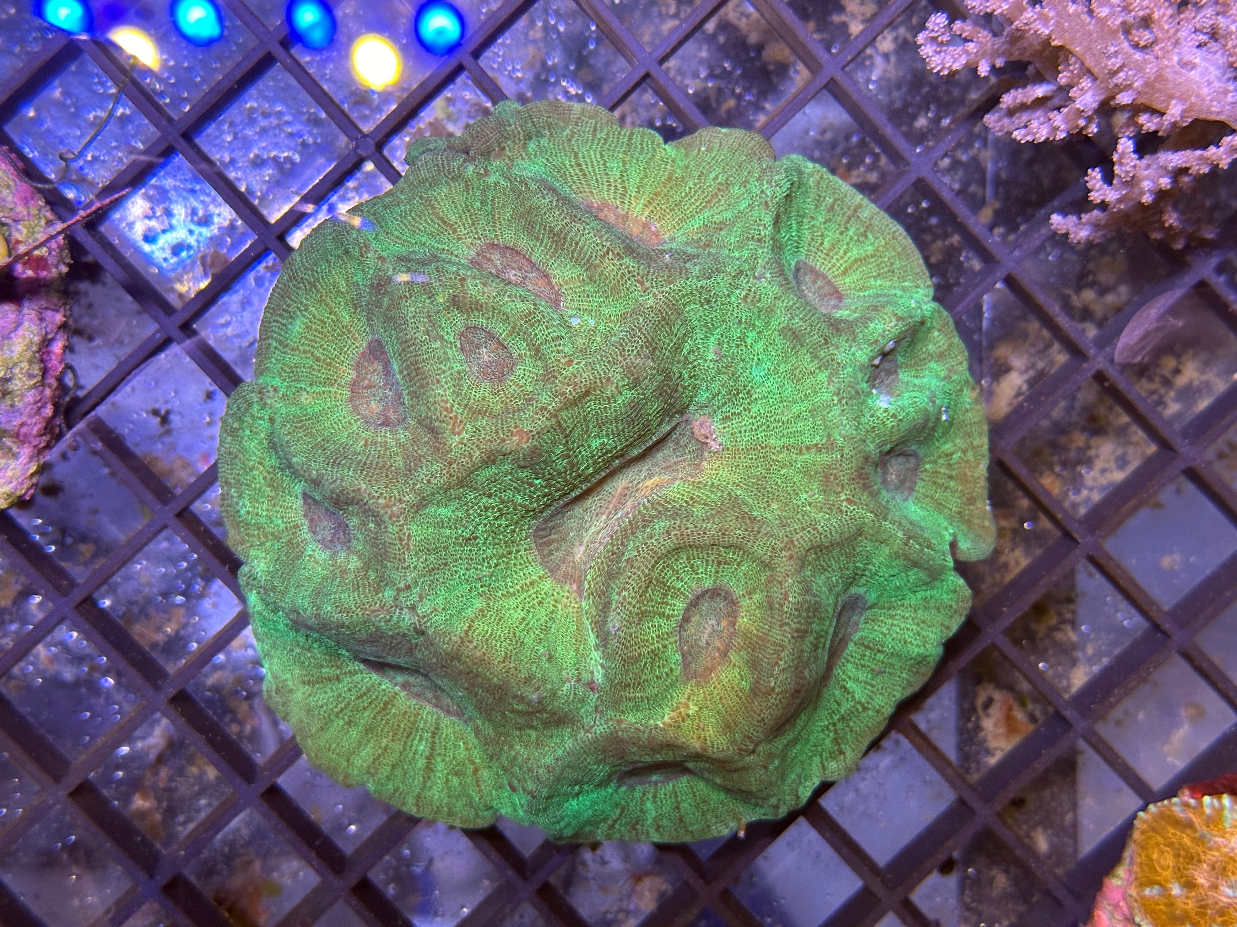 WYSIWYG Metallic Green Acanthastrea Bowerbankii Coral - A5