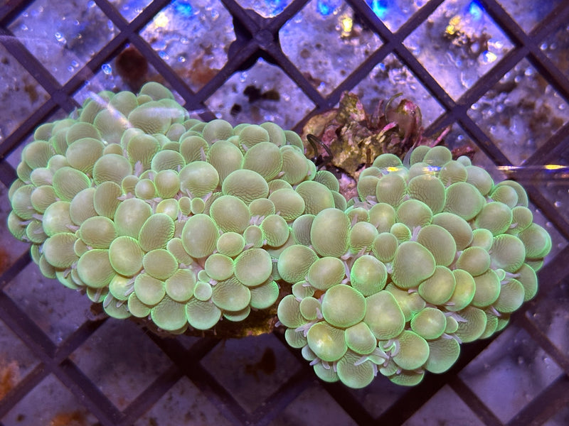 WYSIWYG Green Bubble Coral - A6