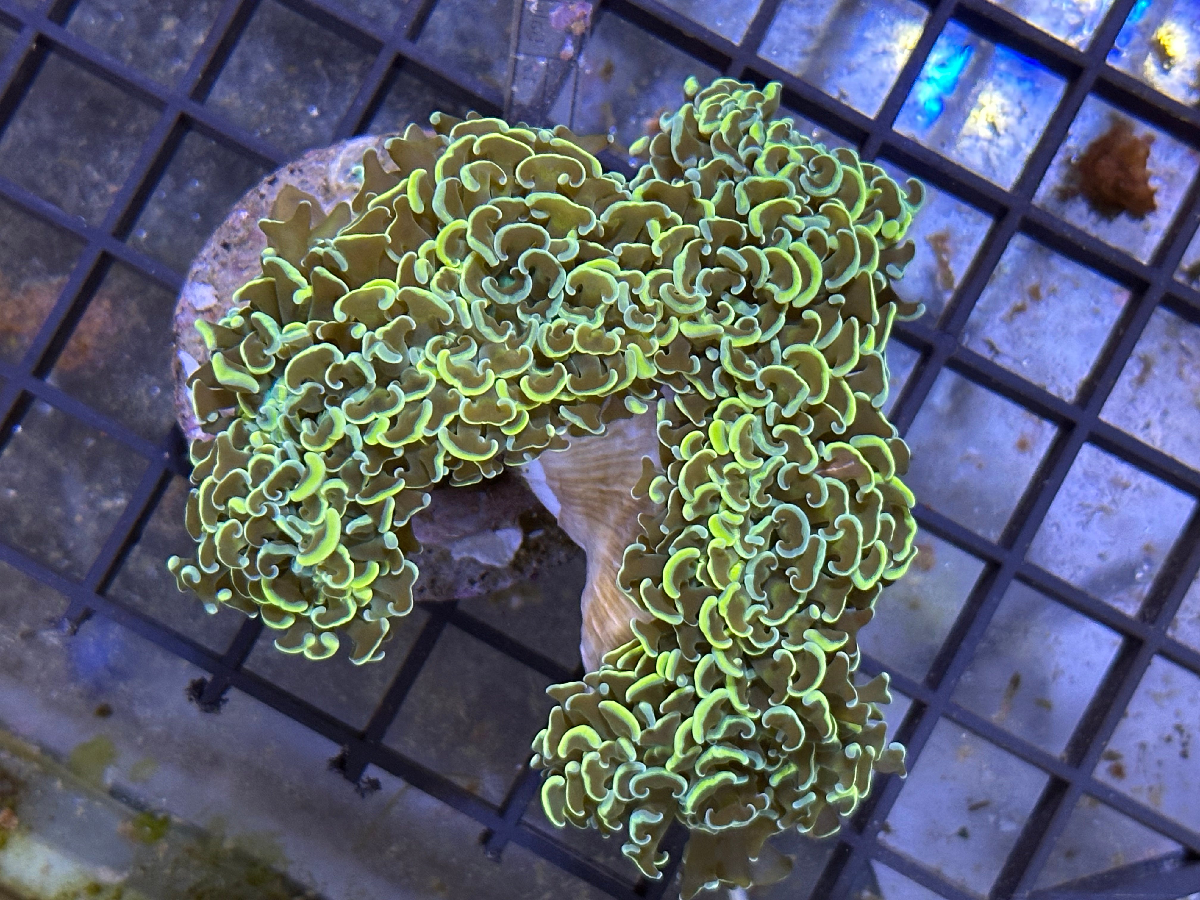 WYSIWYG Gold Wall Hammer Coral - A7