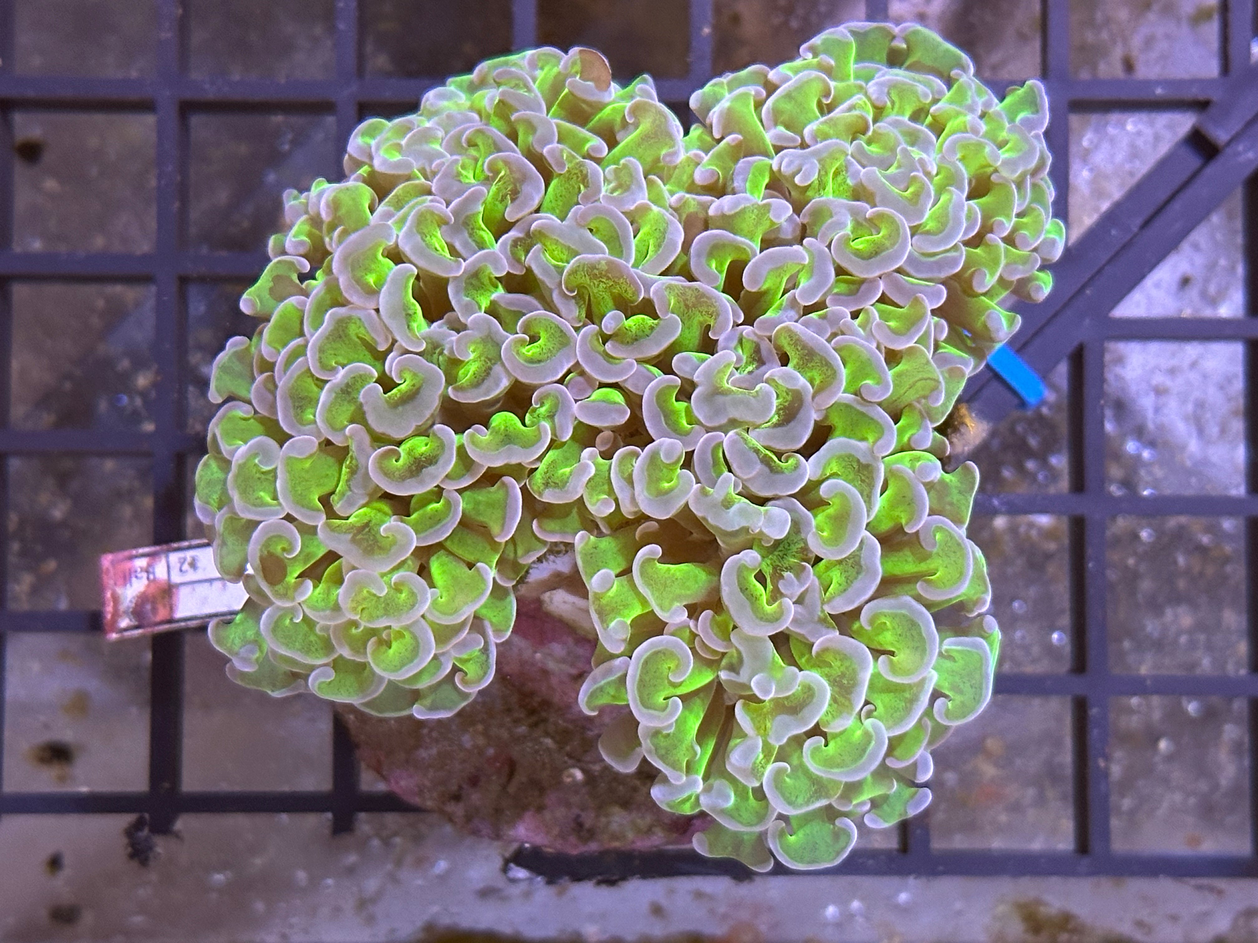 WYSIWYG Green and Purple Hammer Coral - A9