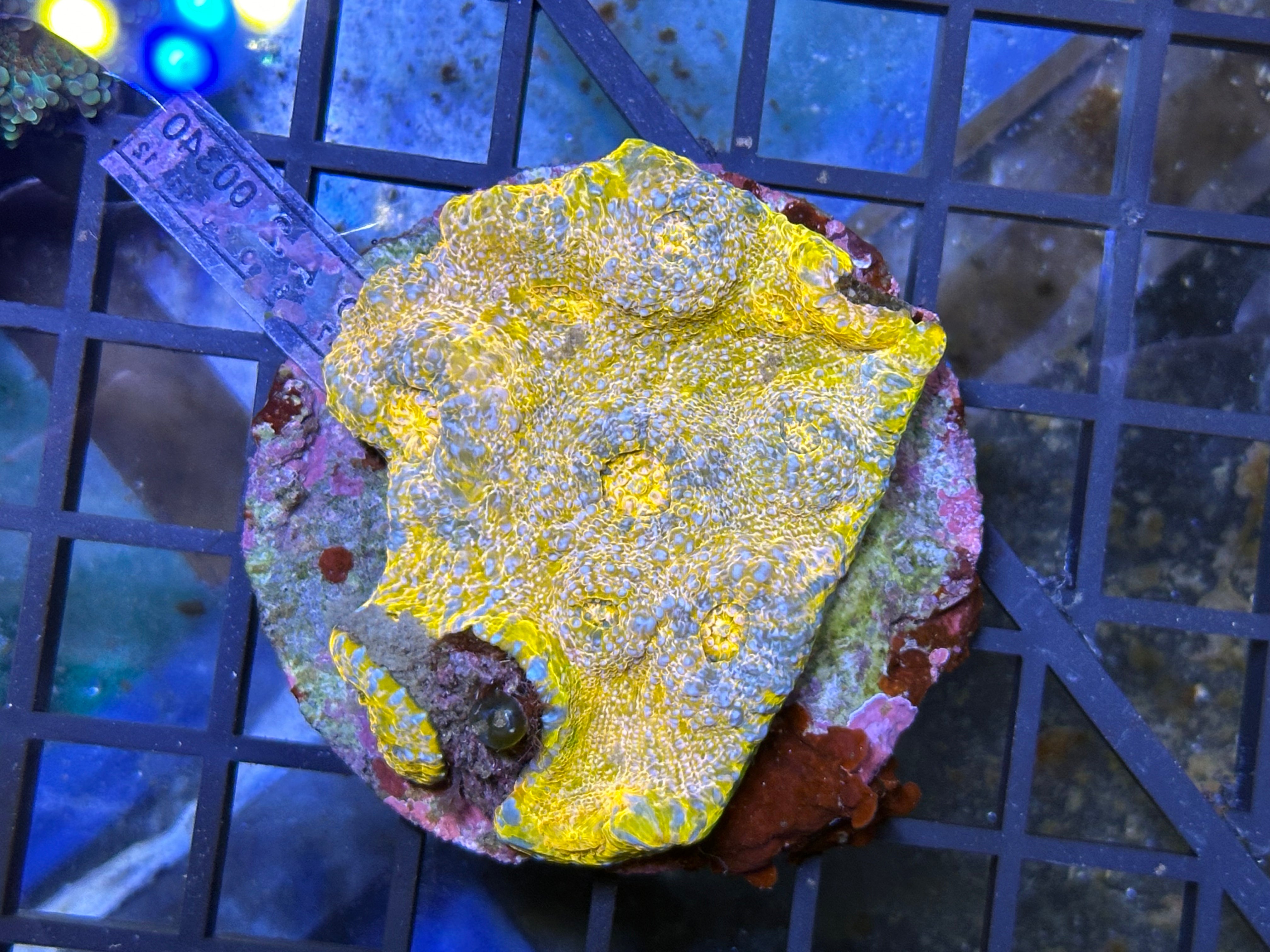 WYSIWYG Gold & Blue Chalice Coral - A13