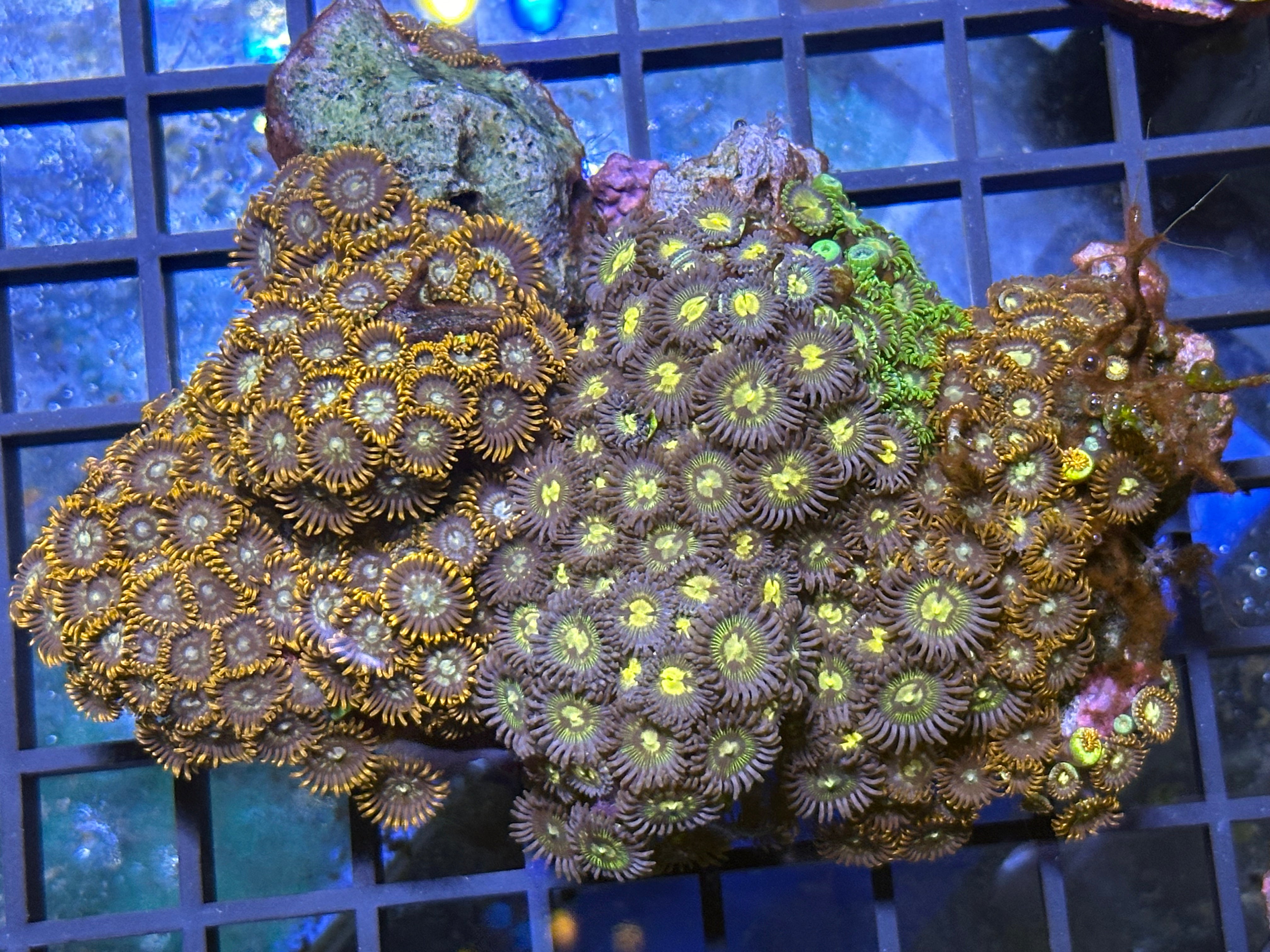 WYSIWYG Zoa Garden Coral - A14