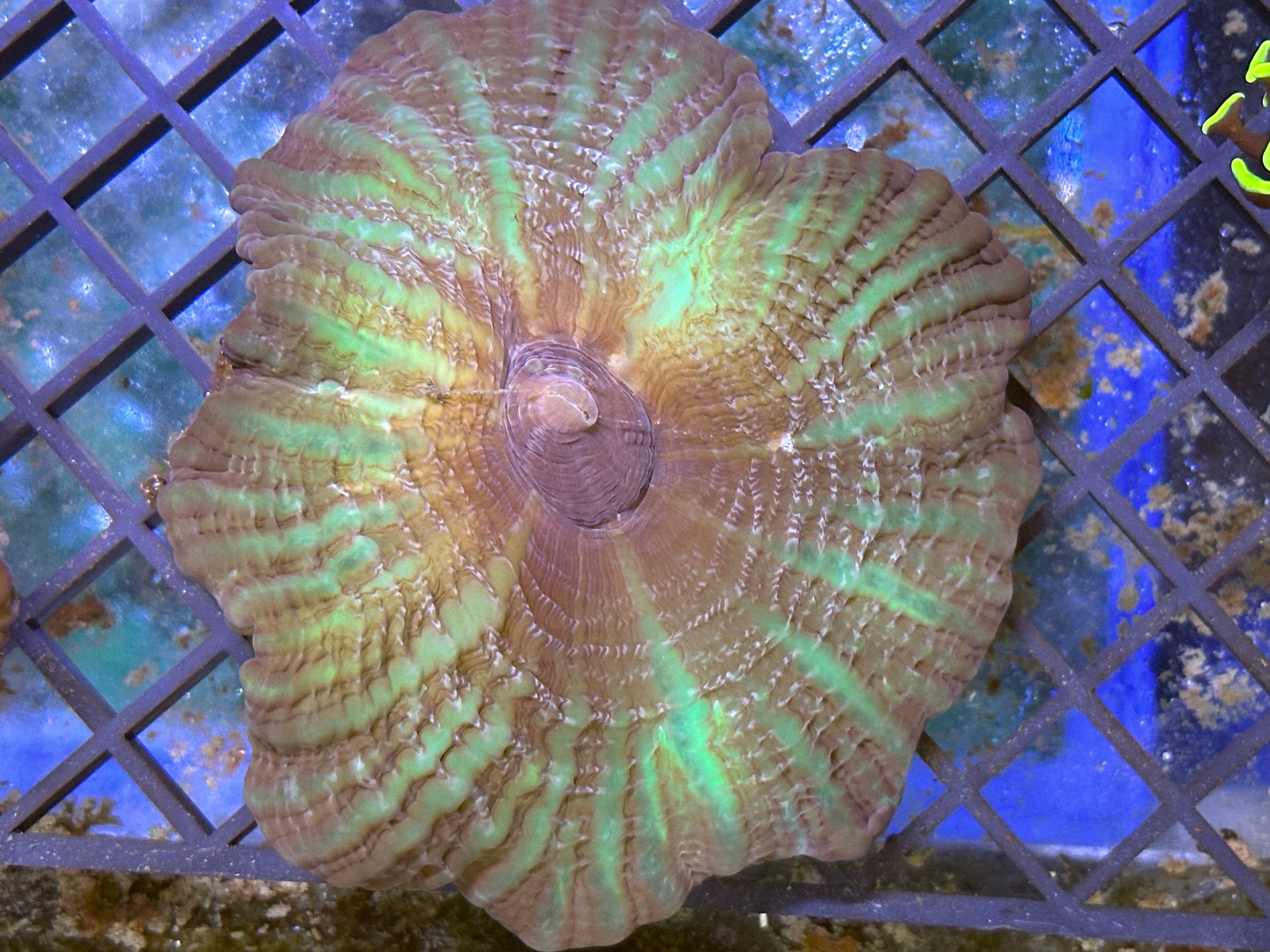 WYSIWYG Cynaria Lacrymalis Coral - A16
