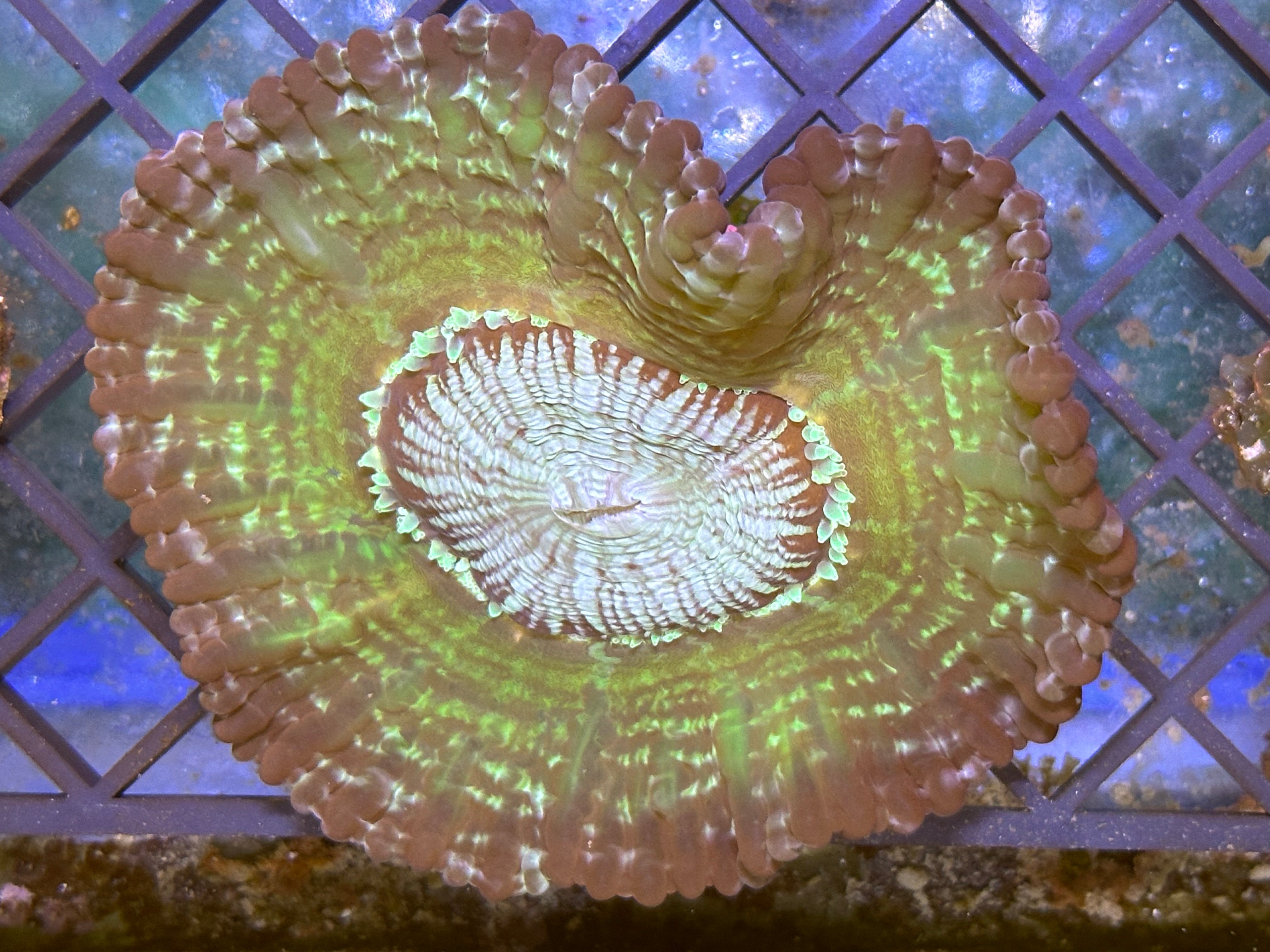 WYSIWYG Cynaria Lacrymalis Coral- A17