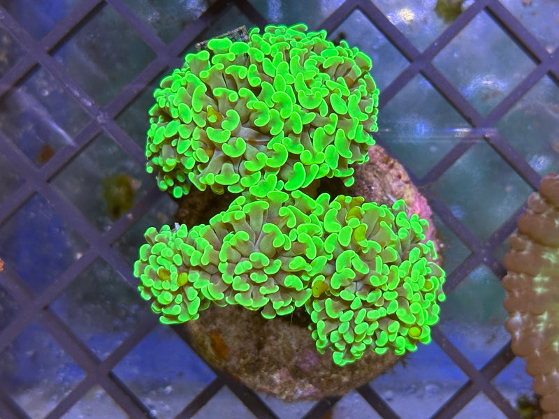 WYSIWYG Green Hammer Coral - A21