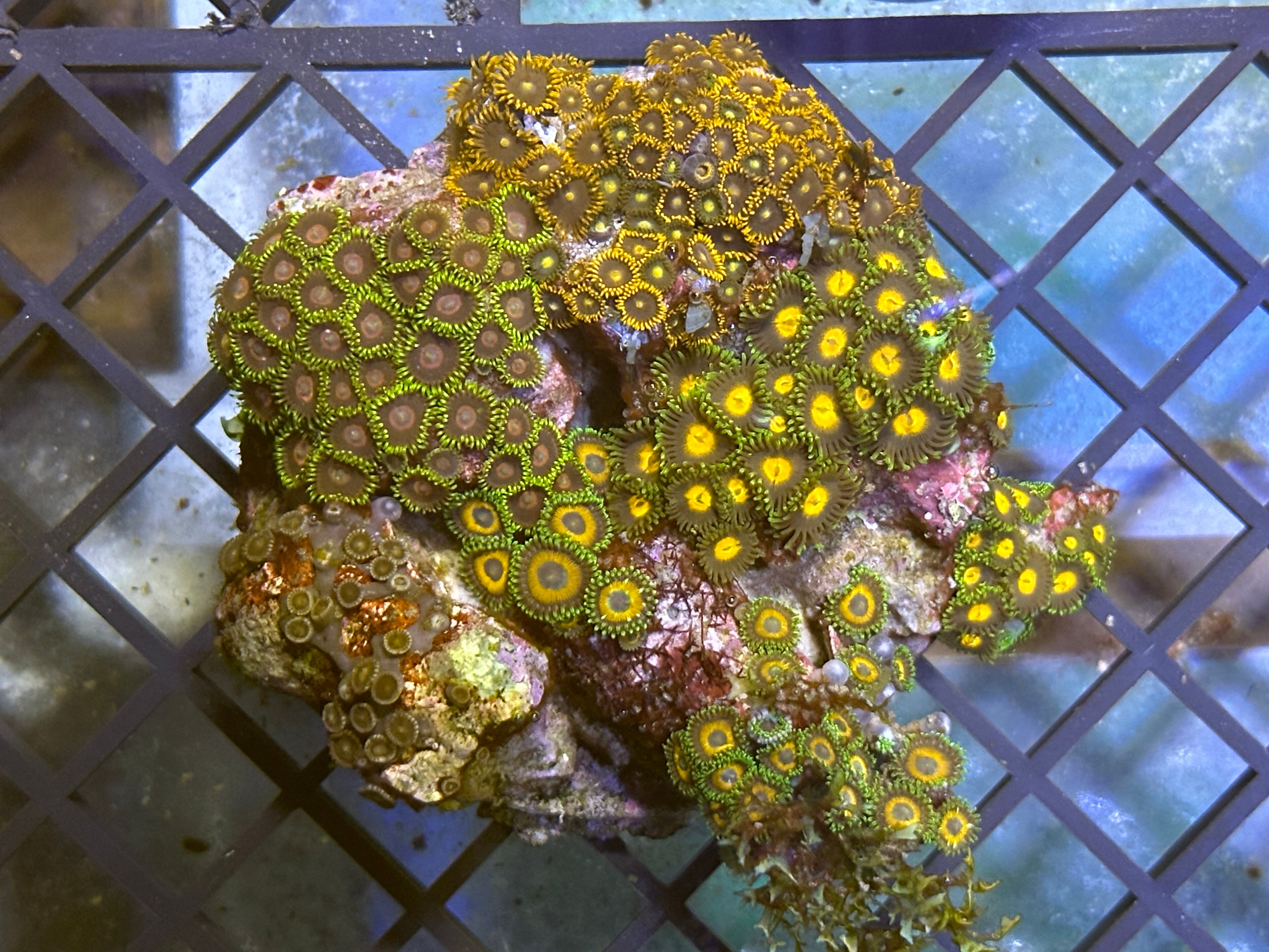 WYSIWYG Zoa Rock Garden Coral - A22