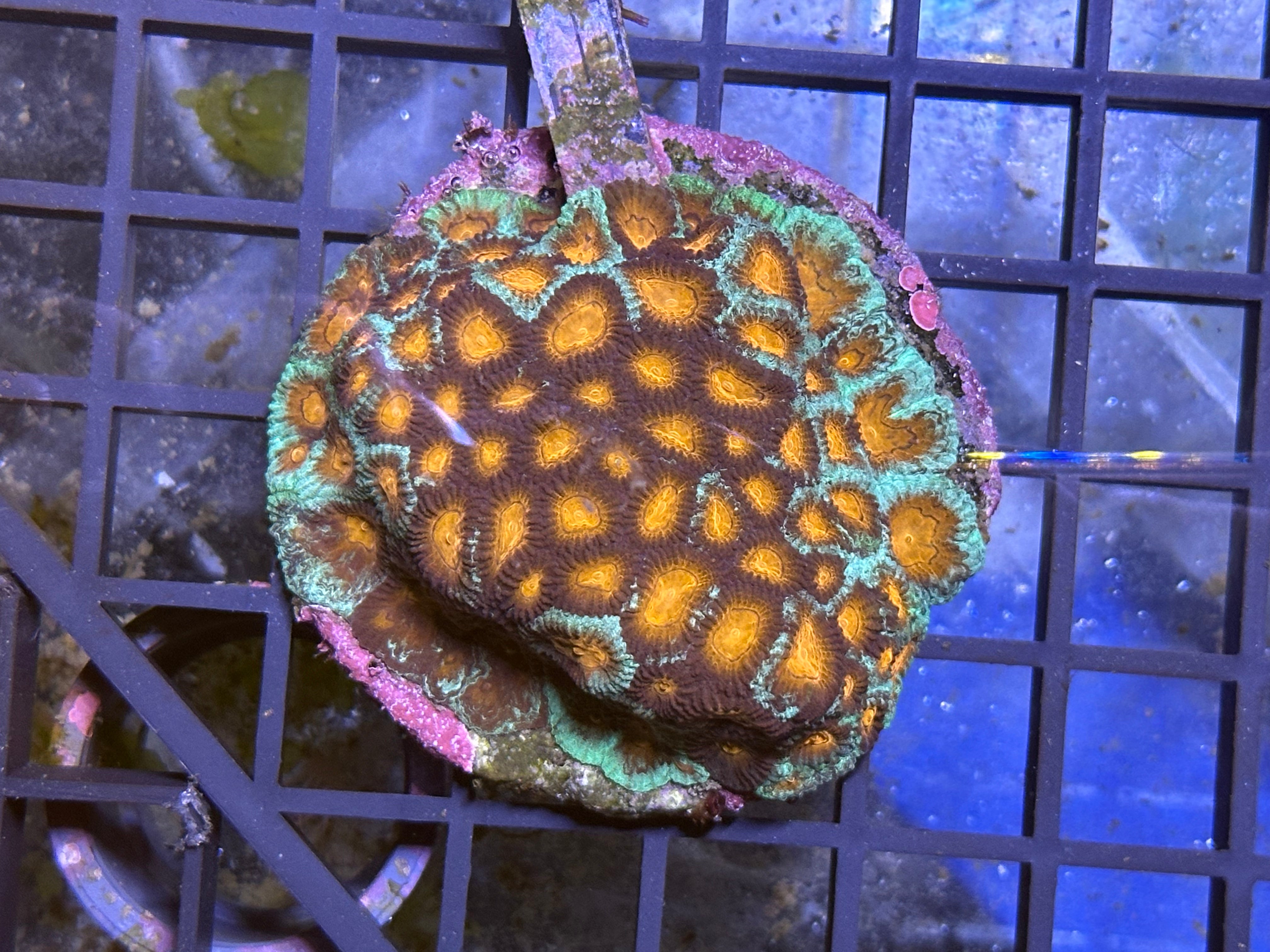 WYSIWYG Tricolour Favia Coral - A25