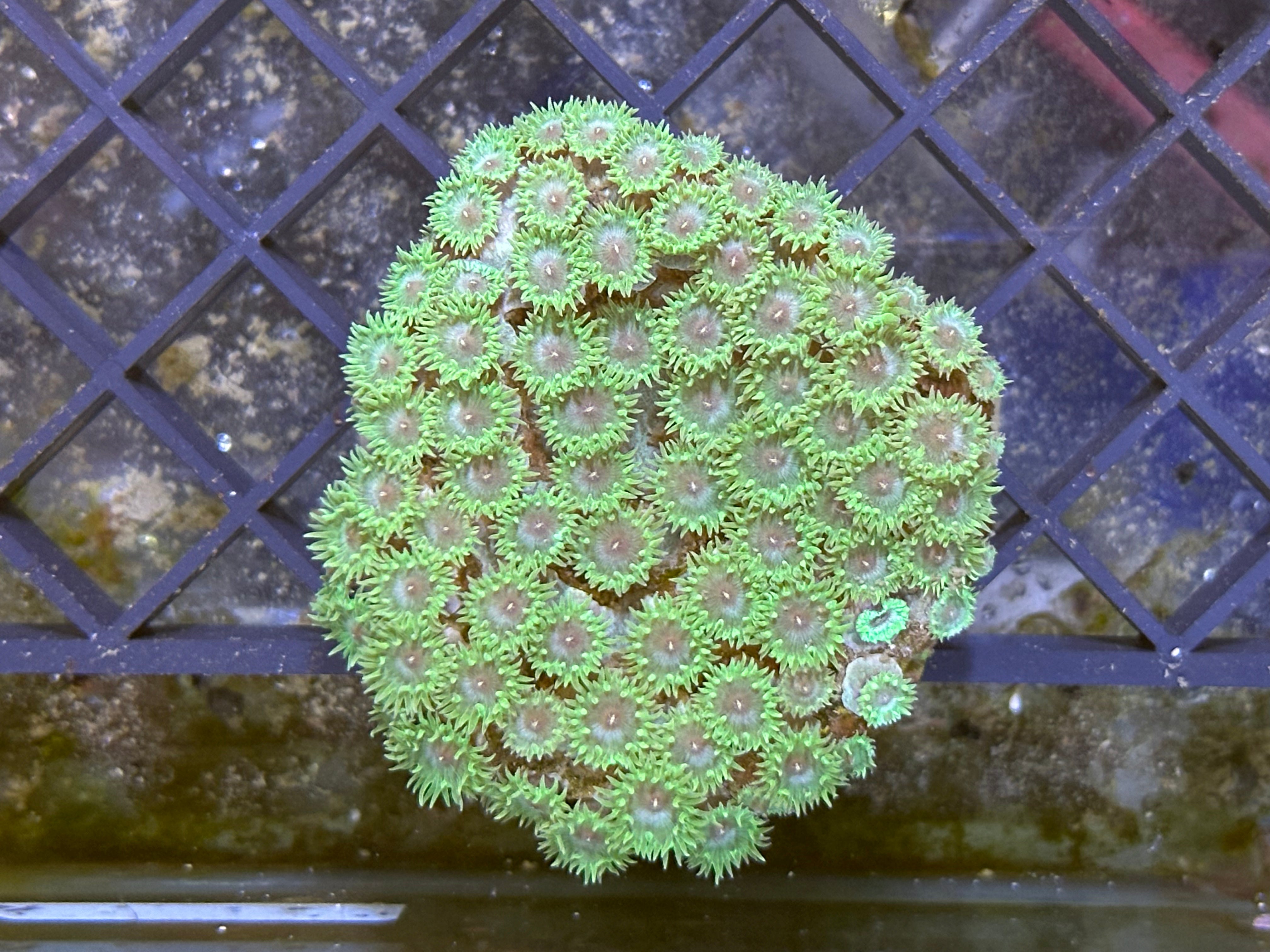 WYSIWYG Ultra Green Turbinaria Coral - A27