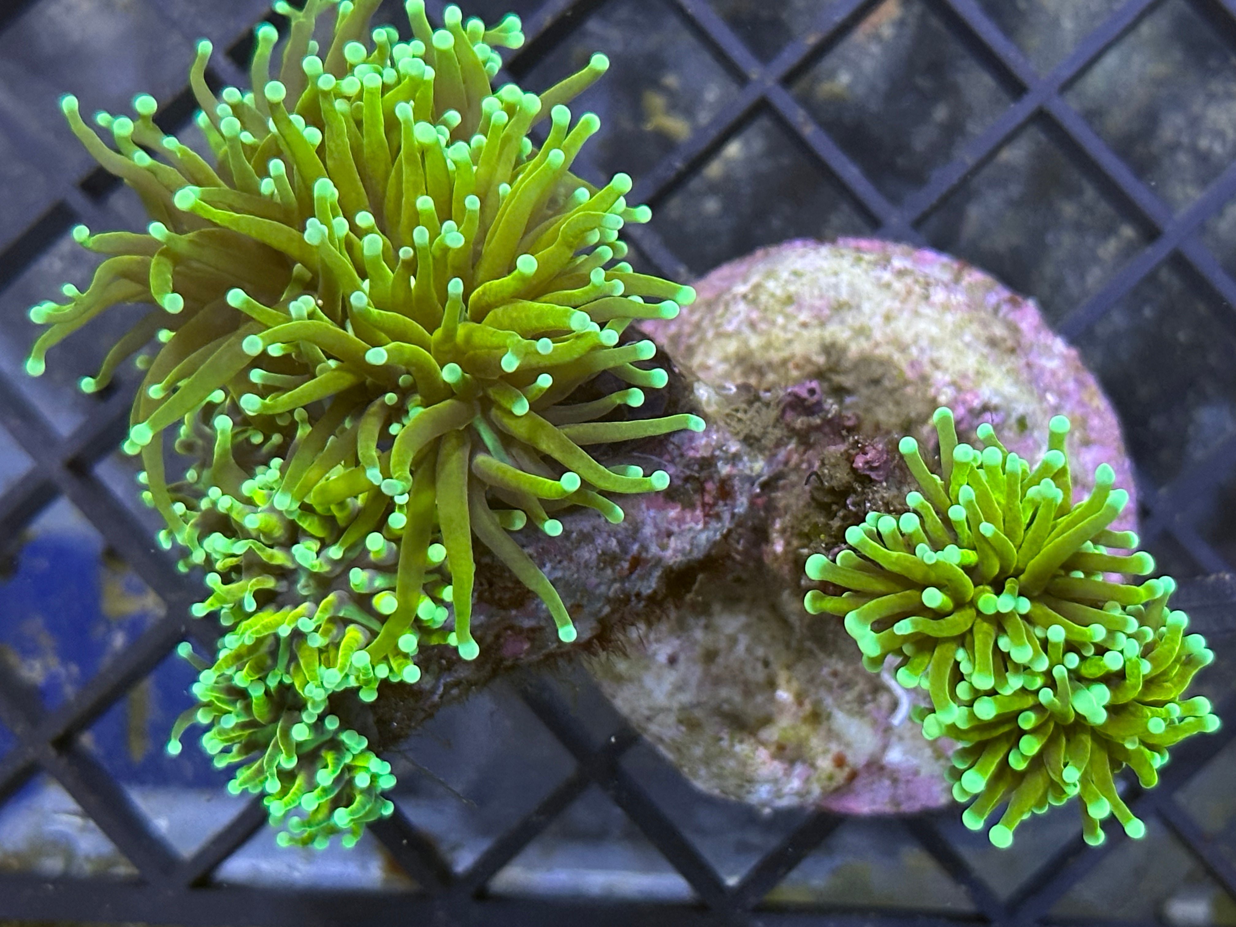 WYSIWYG Gold & Green Torch Coral - A29