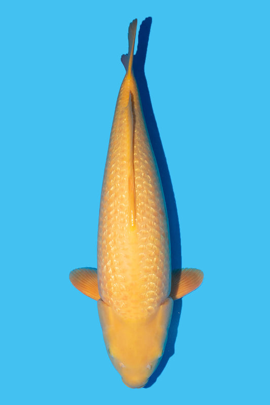 Dainichi - Kin Rin Karashigoi - Yellow Monkey - Yonsai - OPA001 - Perfect Aquatics Ltd
