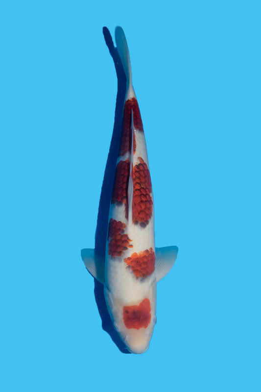 Koda - Goromo - Nisai - OPA006 - Perfect Aquatics Ltd