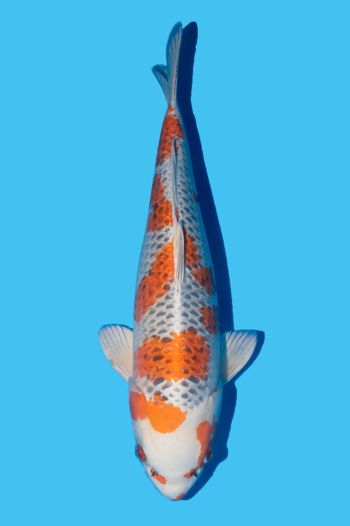 Marushin - Kujaku - Nisai - OPA007 - Perfect Aquatics Ltd