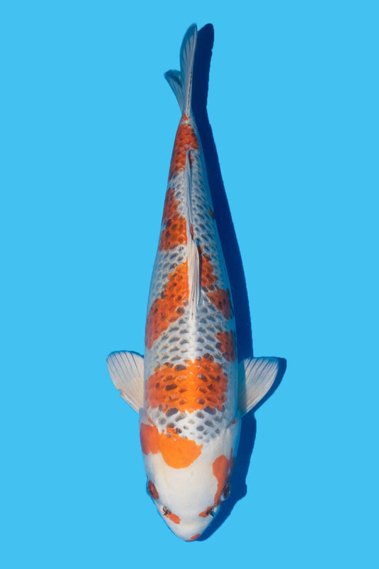 Marushin - Kujaku - Nisai - OPA007 - Perfect Aquatics Ltd