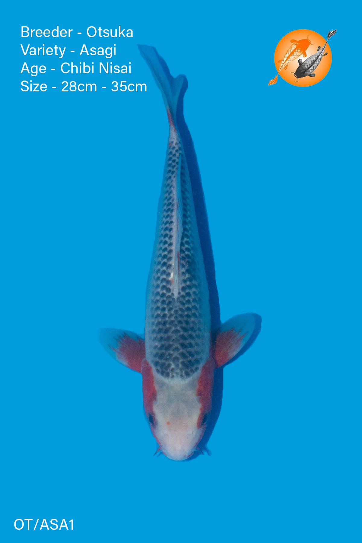 Asagi - Otsuka - NisaI - 28-32cm - OT/ASA1