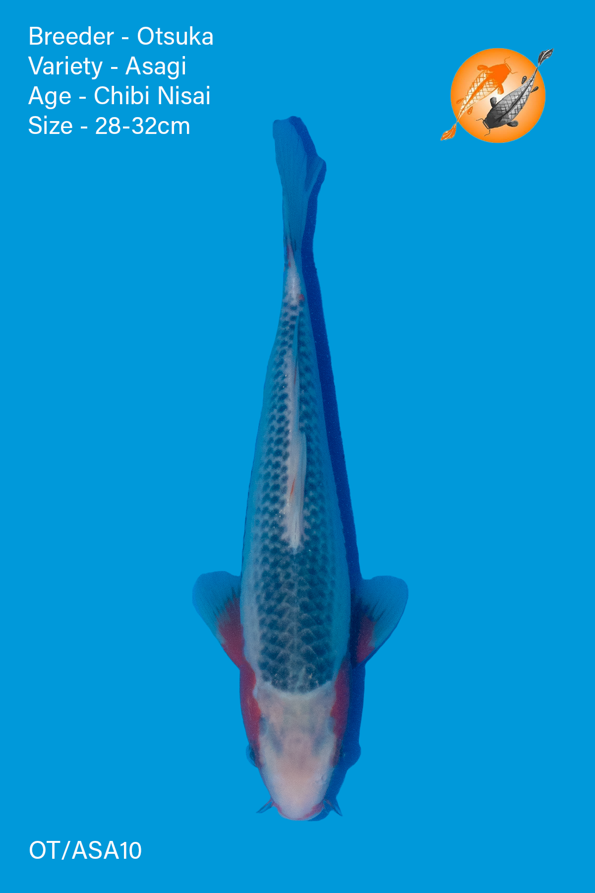 Asagi - Otsuka - Nisai - 28-32cm - OT/ASA10