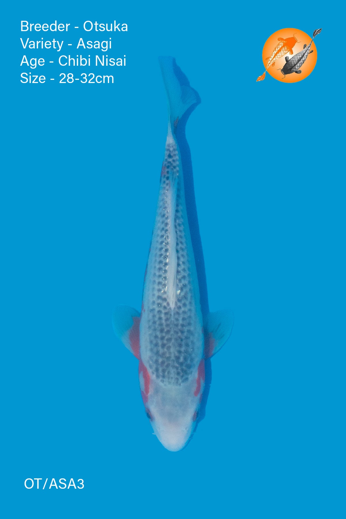 Asagi - Otsuka - Nisai - 28-32cm - OT/ASA3