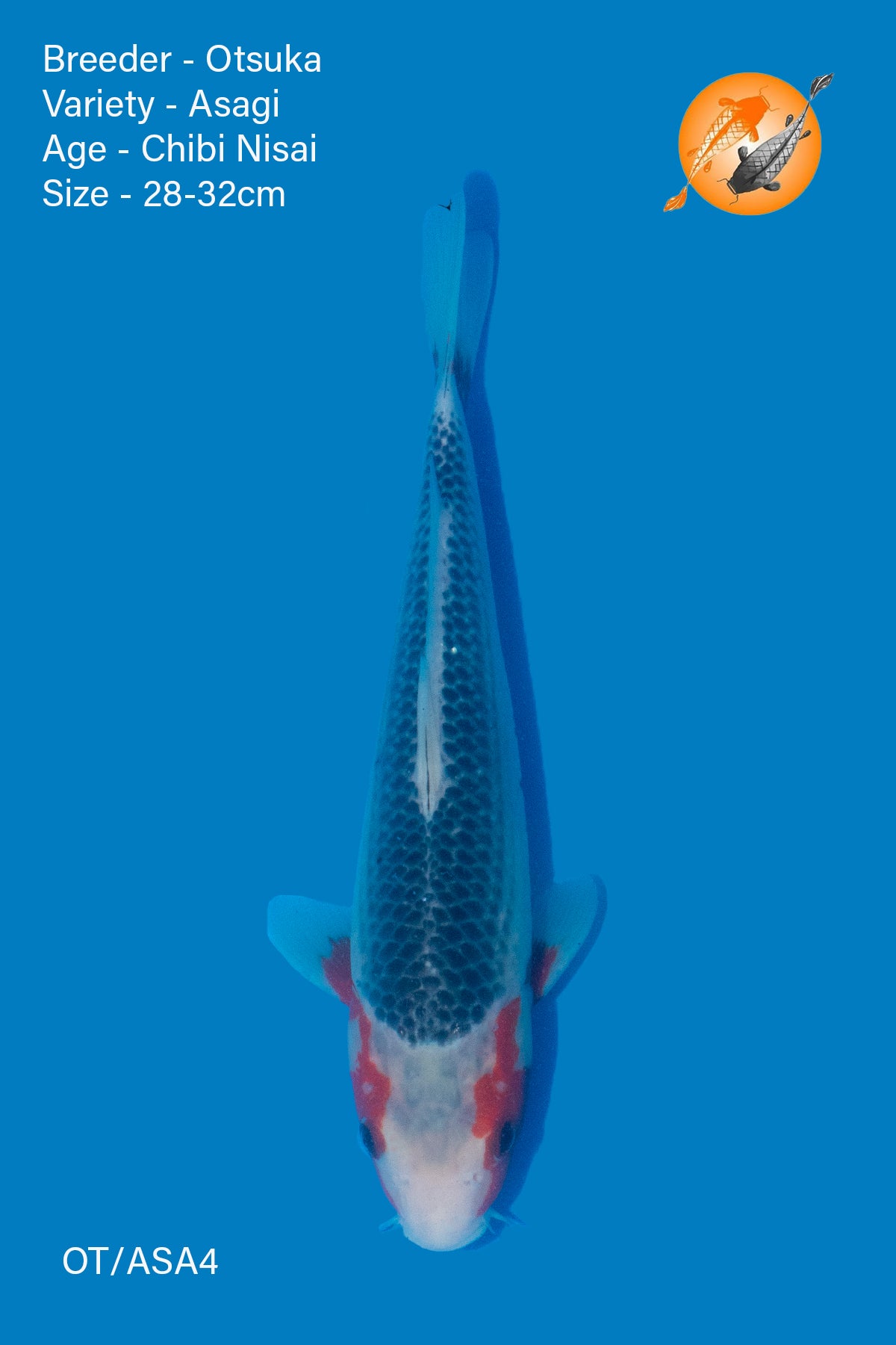 Asagi - Otsuka - Nisai - 28-32cm - OT/ASA4
