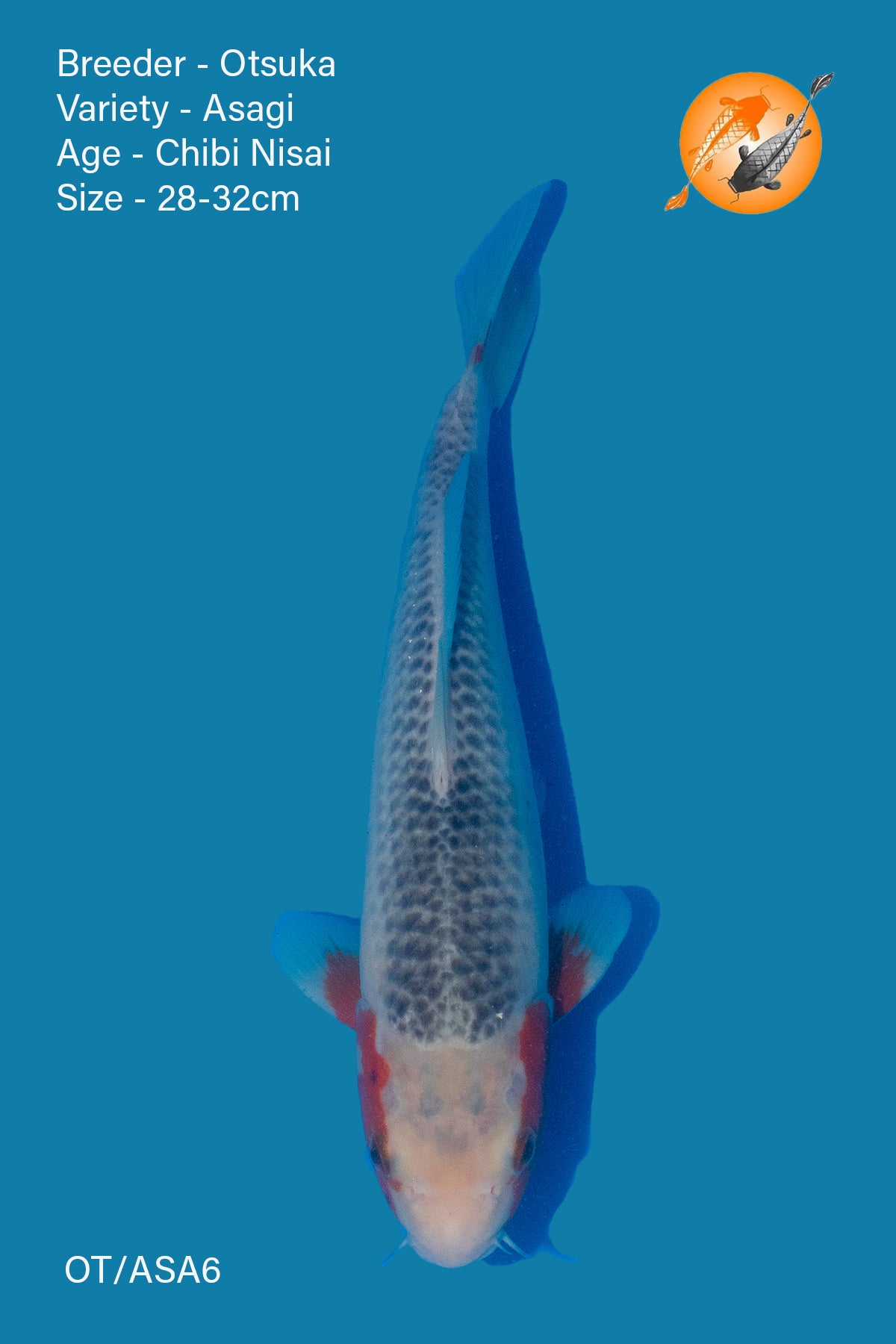 Asagi - Otsuka - Nisai - 28-32cm - OT/ASA6