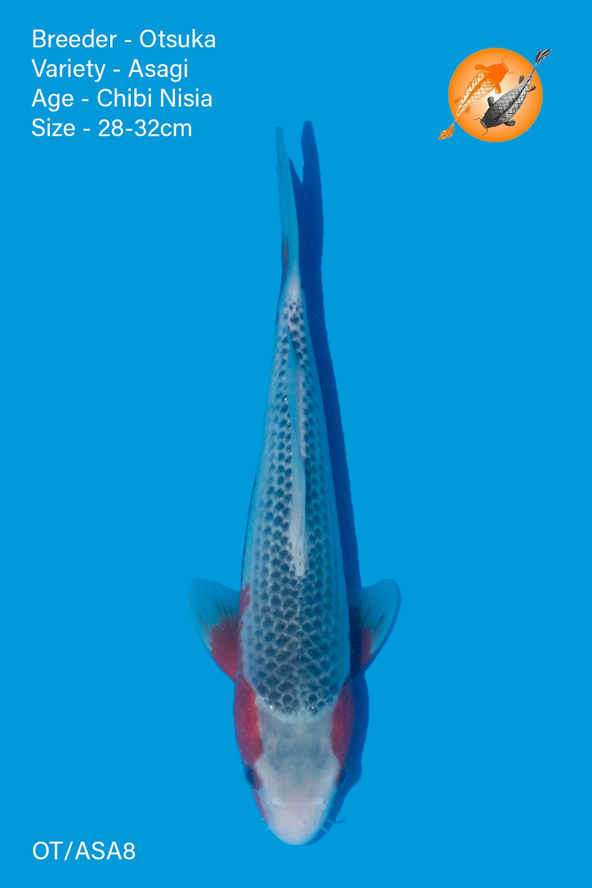 Asagi - Otsuka - Nisai - 28-32cm - OT/ASA8