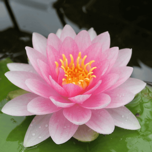 Lily N Darwin - Perfect Aquatics Ltd