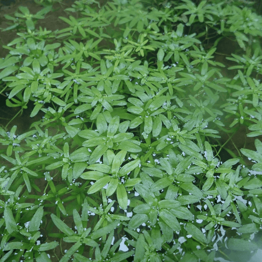 Starwort - Perfect Aquatics Ltd