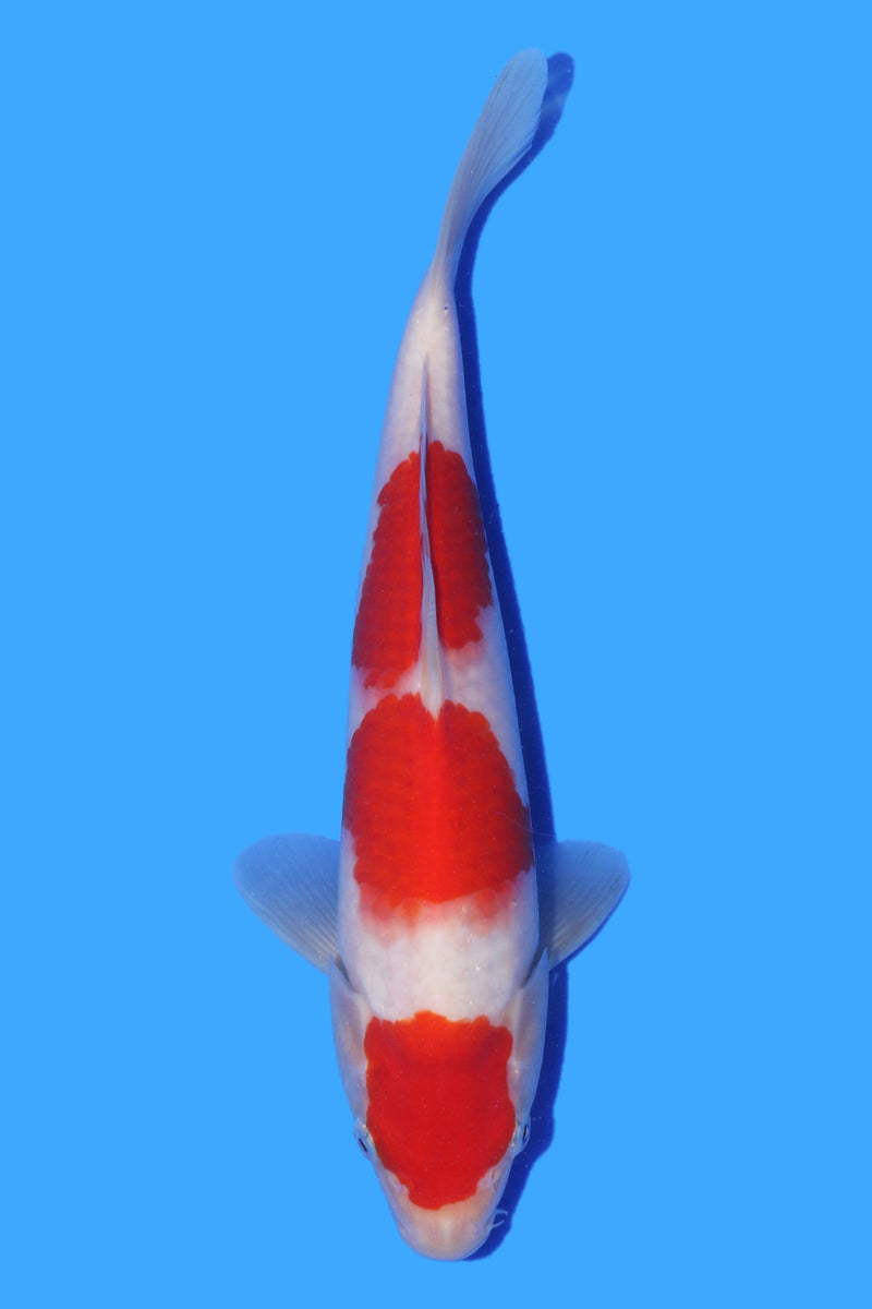 SFF VHQ Kohaku - Grow On At Koi Wholesale