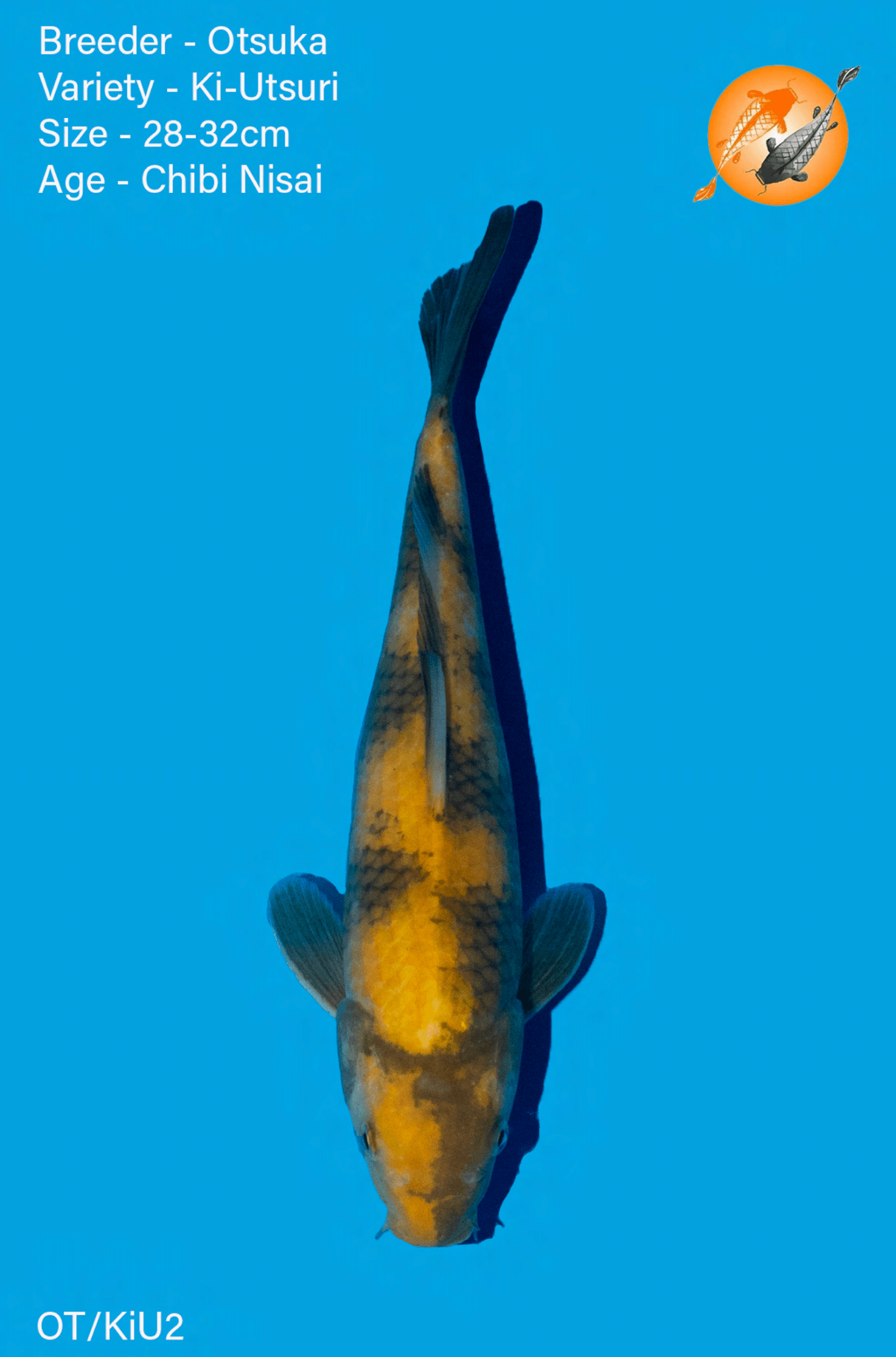 VHQ Ki Utsuri - Otsuka - Nisai - 28 - 32cm - Perfect Aquatics Ltd