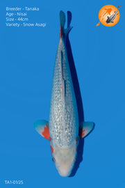 HQ Snow Asagi - TA1 - 01/25 - Perfect Aquatics Ltd
