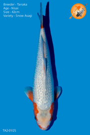 HQ Snow Asagi - TA2 - 01/25 - Perfect Aquatics Ltd