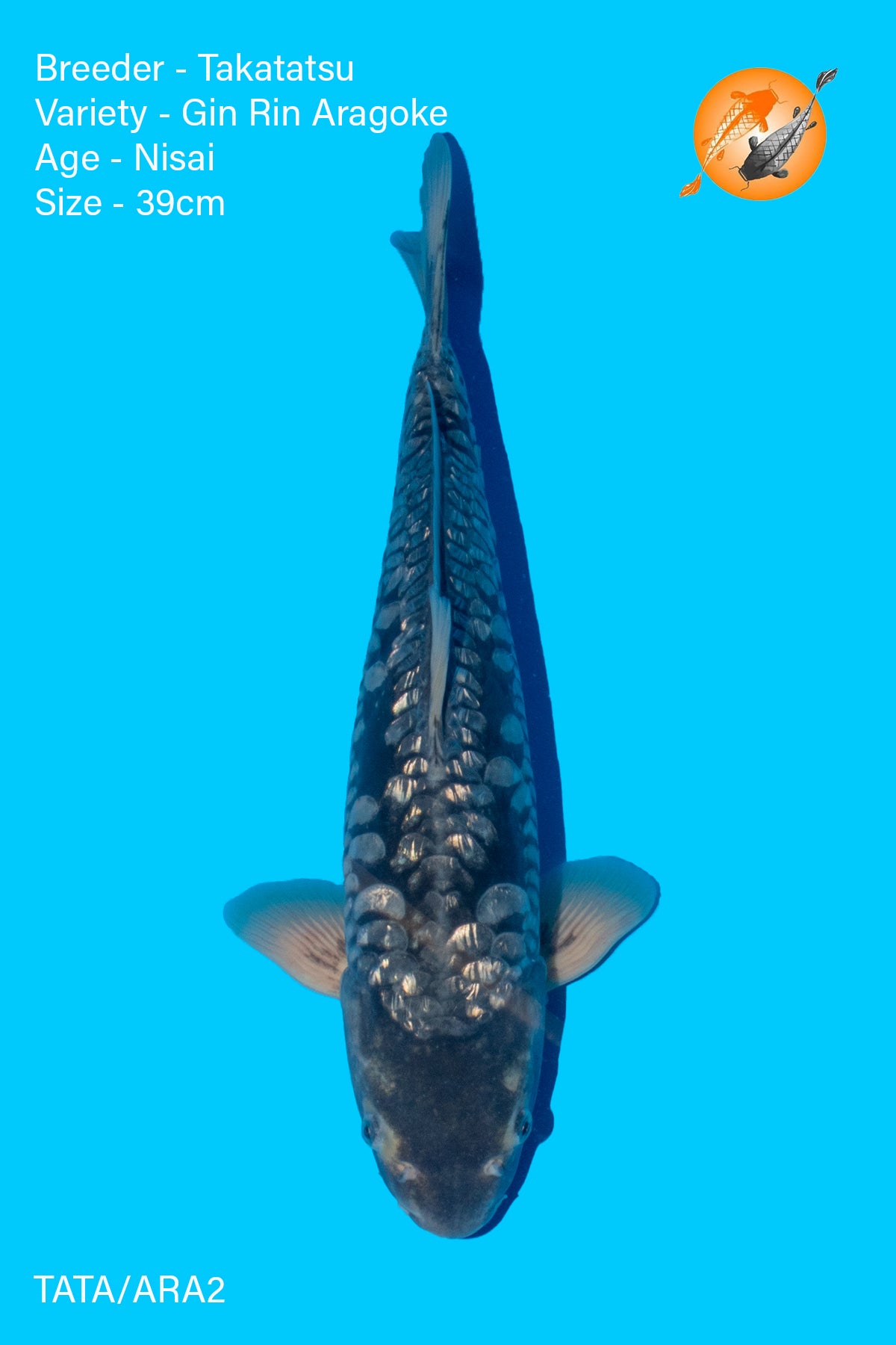 Gin Rin Aragoke - Takatasu - Nisai - 39cm