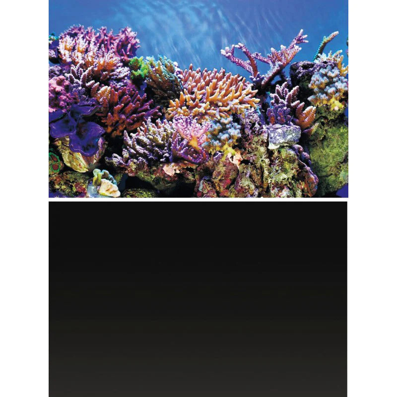 Superfish Deco Poster A Aquarium Background